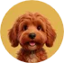 Teddy